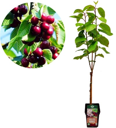 Prunus avium 'Kordia' kersenboom, 5 liter pot