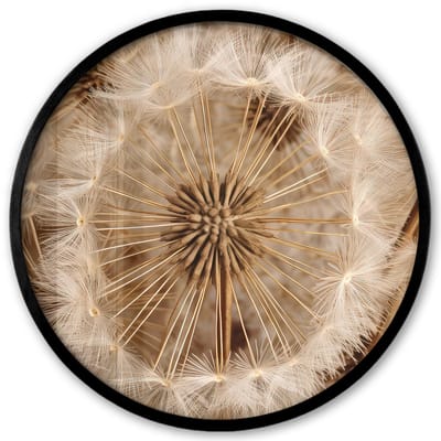 Poster in lijst Rond - Fotolijst 40x40 cm - Posters - Paardenbloem - Bloemen - Natuur - Bruin - Ronde posterlijst zwart - Decoratie - Wanddecoratie woonkamer - Muurdecoratie slaapkamer