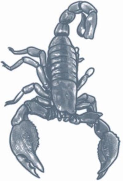 Partychimp Neptatoeage Scorpion 16 Cm Polyester Zwart