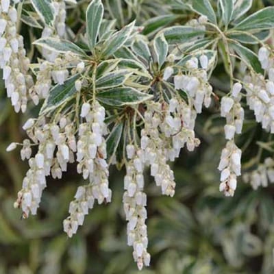 Pieris Japonica 'White Rim' (= 'Variegata') - Rotsheide;Lavendelheide 20-30 cm pot