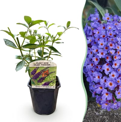 Plantenboetiek.nl | Buddleja davidii Empire Blue - Vlinderstruik - Winterhard - Blauw - Ø18cm - 30-40cm hoog - Tuinplant