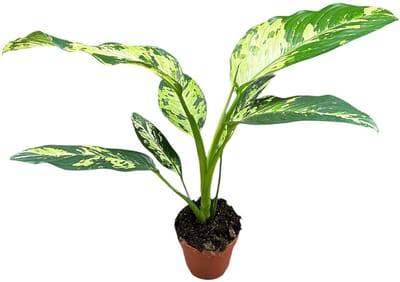 Dieffenbachia Yellow Star Kamerplant Potmaat Ø17 cm |Vers Van De Kweker
