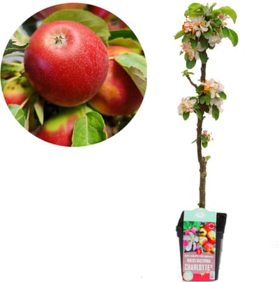 Malus domestica Ballerina 'Charlotte' 5 liter pot, zuilappelboom, 80cm