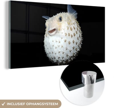 MuchoWow® Glasschilderij 40x20 cm - Schilderij acrylglas - Vis - Zeedieren - Portret - Foto op glas - Schilderijen