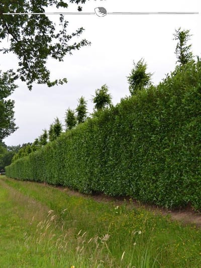 Laurier Prunus Caucasica 140-160 cm, 7x Haagplant