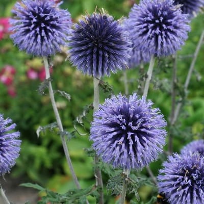 50 x Kogeldistel Blauw|Grijs - Winterharde Tuinplant - Echinops bannaticus Blue Glow in 9x9cm pot met hoogte 5-10cm