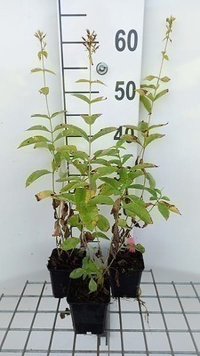 6x Vlambloem - Phlox (p) 'David' | 9x9 cm pot