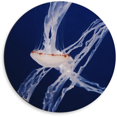 Dibond Wandcirkel - Kwallen Onderwater - 50x50cm Foto op Aluminium Wandcirkel (met ophangsysteem)