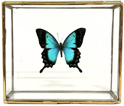 Blauwe vlinder - Papilio Ulysses Ulysses in elegante glazen kistje met gouden rand