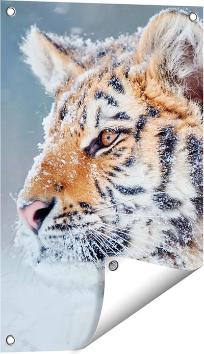 Gards Tuinposter Tijger tijdens de Sneeuw - 40x60 cm - Tuindoek - Tuindecoratie - Wanddecoratie buiten - Tuinschilderij