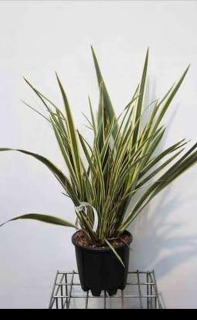 Phormium tenax 'Variegatum' - Nieuw Zeelands Vlas 60- 80 cm in pot