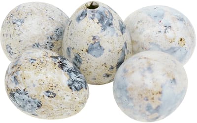 Kwarteleitjes wit gemarmerd 3,5cm - 4cm 50 st, 50 Stück