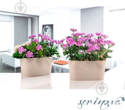 2 Stuks Goudkleurige bloembak ovale bloempot 4,7L + drainage kruidenbak plantenbak