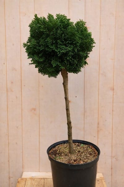 Warentuin natuurlijk - Japanse dwergcipres Chamaecyparis obtusa Nan...