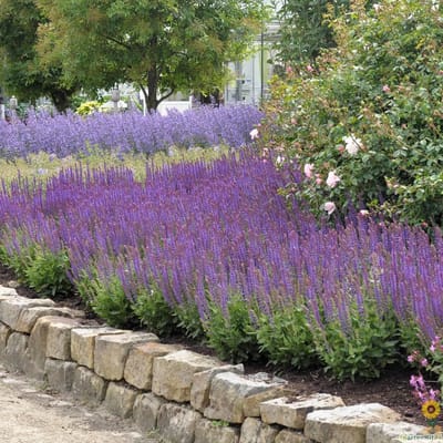 Salvia nem. OstFriesland - Set van 12 - Salie - Pot P9 - Paarse Bloem