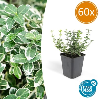 60 Stuks Kardinaalmuts, Groen Blad met een Creme Rand, Euonymus Emerald 'n Gaiety - 10-25cm - Ø9cm