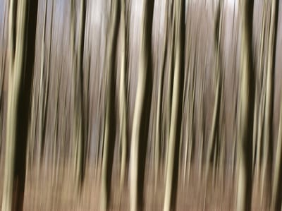 Fotobehang - Bos.