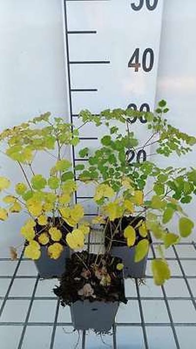 6x Ruit - Thalictrum hybr. 'Splendide'® | 9x9 cm pot