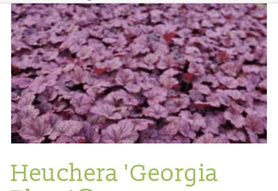 6 x HEUCHERA HYBR. 'GEORGIA PLUM' - PURPERKLOKJE - pot 9 x 9 cm