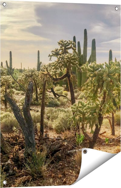 Gards Tuinposter Cactus Planten in het Wild - 60x80 cm - Tuindoek - Tuindecoratie - Wanddecoratie buiten - Tuinschilderij