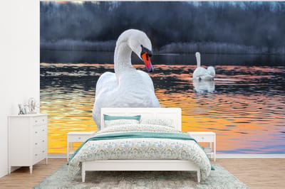 Behang - Fotobehang Zwaan - Vogel - Zonsondergang - Water - Breedte 350 cm x hoogte 260 cm