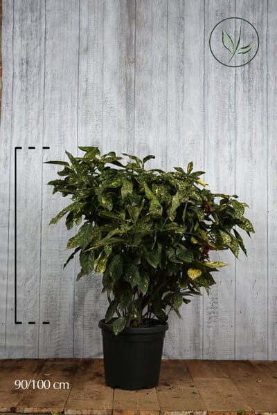 Plants Online - Haagplanten - Heesters - Japanse broodboom 'Crotonifolia' - Pot 80-100 cm - set van 5 - Grootbladig - Wintergroen