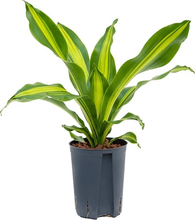 Hydroplant Dracaena Fragrans Burley