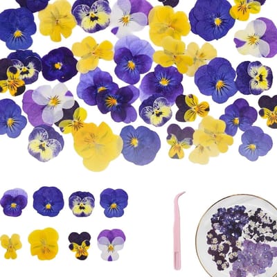Diverse gedroogde en geperste natuurlijke bloemen voor cakeversieringen, cocktails en ambachtelijke projecten - 40 stuks in 4 soorten met paarse driekleurige mix
