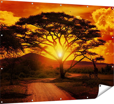 Gards Tuinposter Zonsondergang Achter een Savanne Boom - 160x120 cm - Tuindoek - Tuindecoratie - Wanddecoratie buiten - Tuinschilderij