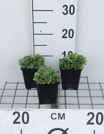 6x Steenbreek - Saxifraga cotyledon 'Southside Seedling' | 9x9 cm pot