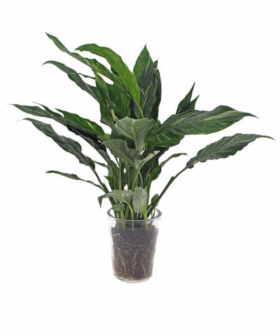 Spathiphyllum Diamond | Lepelplant 40cm |Vaas glas