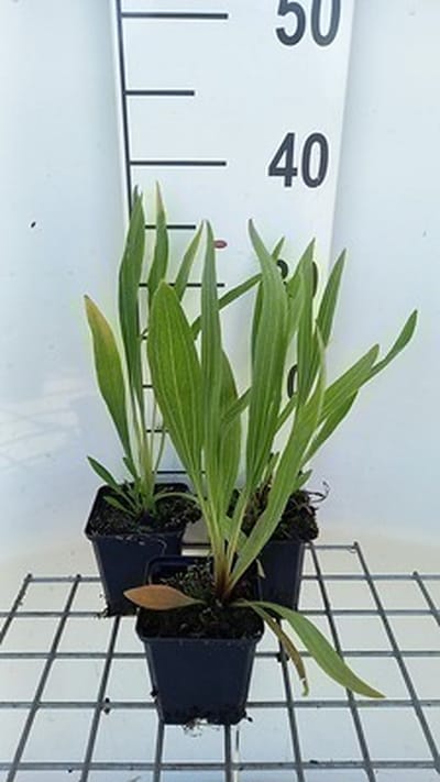 6x Zonnehoed - Echinacea paradoxa | pot 9 x 9 cm