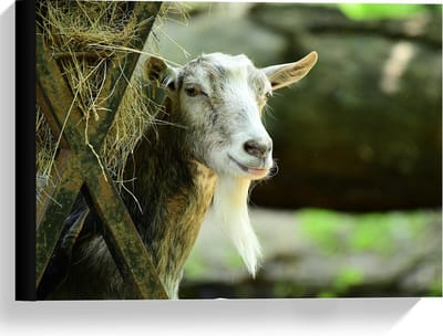 Canvas  - Witte Geit met Hooi - 40x30cm Foto op Canvas Schilderij (Wanddecoratie op Canvas)