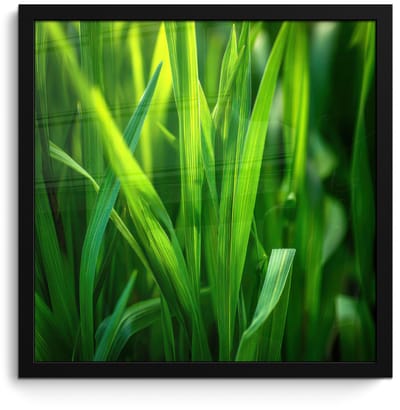 Poster in lijst - Fotolijst 40x40 cm - Posters - Grassprieten - Lichtinval - Groen - Posterlijst zwart - Decoratie - Wanddecoratie woonkamer - Muurdecoratie slaapkamer
