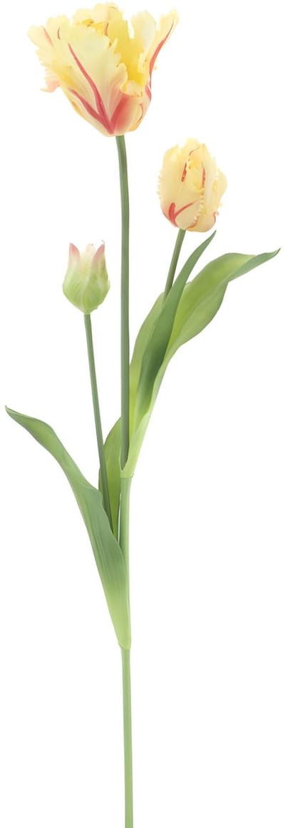 Erutan avon - PSO Parrot tulip spray Sally yellow 71 cm