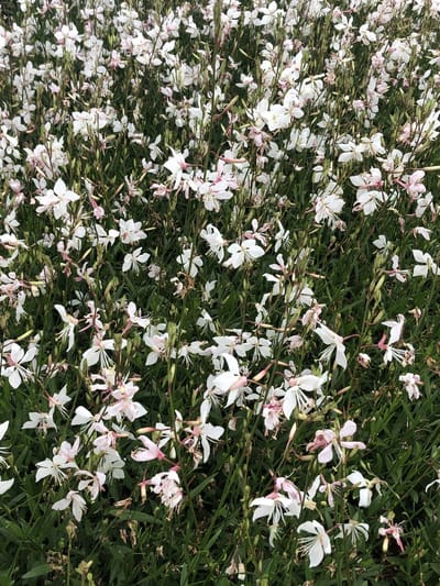 6x Prachtkaars - Gaura lindh. 'Short Form'(= oenothera lindh.) | 9x9 cm pot