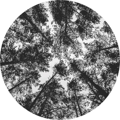 Indoorart - Muurcirkel Opening in het bos Forex 30 cm - Wanddecoratie - Afbeelding op Forex - Inclusief ophangplaat