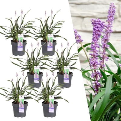 Leliegras, 6 Stuks, Groenblijvend Kleur bloem Paars, Siergras, 6 x Liriope muscari Ingwersen - Ø 14 cm - ↨ 25 cm