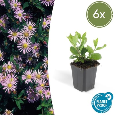 Trendyplants - Aster ageratoides 'Asran' - 6 stuks - Herfstaster - Winterhard - Hoogte 20-30 cm - Potmaat Ø9cm