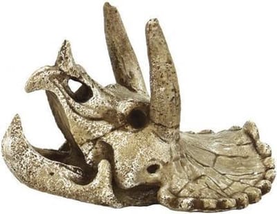 Superfish Skull Triceratops