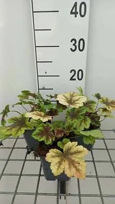 6x Schuimklokje - Heucherella hybr. 'Golden Zebra' | 9x9 cm pot