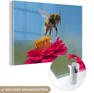 ® Glasschilderij 180x120 cm - Schilderij acrylglas - Hommel zwevend boven een roze Zinnia plant - Foto op glas - Muurdecoratie woonkamer - Wanddecoratie slaapkamer - Schilderijen