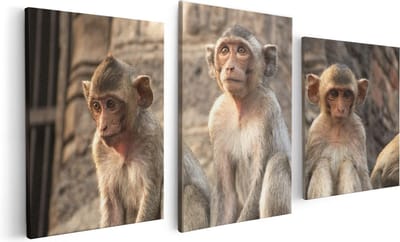 Artaza Canvas Schilderij Drieluik Drie Kleine Apen Naast Elkaar - 120x60 - Foto Op Canvas - Canvas Print