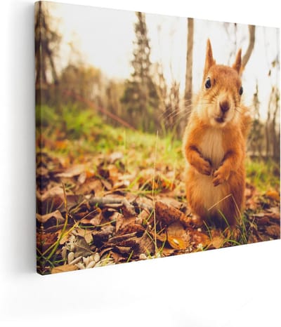Artaza Canvas Schilderij Eekhoorn - 50x40 cm - Wanddecoratie Bos - Muurdecoratie Boom - Kamer Accessoires