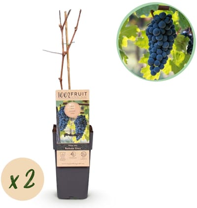 Green boutiQ - Fruitplant - Vitis vinifera Boskoop Glory - Druivenplant - Winterhard - Blauwe Druif - 2 Planten - Pot 15cm - Hoogte 50cm