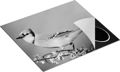 Chefcare Inductie Beschermer Blauwe Gaai Vogel op een Tak - Kleur - Zwart Wit - 60x50 cm - Afdekplaat Inductie - Kookplaat Beschermer - Inductie Mat
