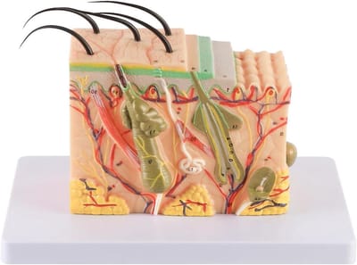 Huidmodel - Anatomie model - Studie - 35x vergroting - 25 markers - Meerdere kleuren
