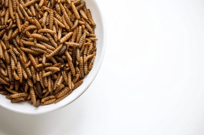 Kippenpakket.nl - Kippensnacks - Nutri Worms 35L Bulkzak - Gaat verenpikken tegen - Rijk aan Calcium en Eiwitten