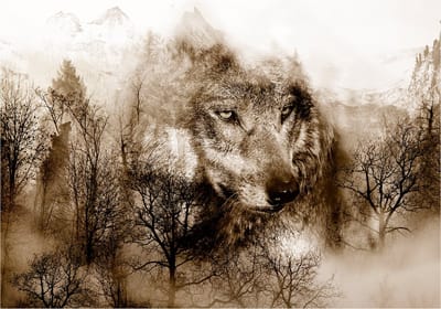 Fotobehangkoning - Behang - Vliesbehang - Fotobehang Bos - Wolf - Mountain Predator (Brown) - 150 x 105 cm