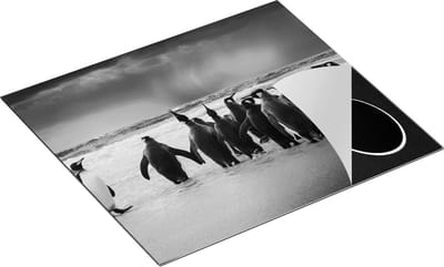 Chefcare Inductie Beschermer Groep Pinguïns bij het Water - Kudde - Zwart Wit - 60x50 cm - Afdekplaat Inductie - Kookplaat Beschermer - Inductie Mat
